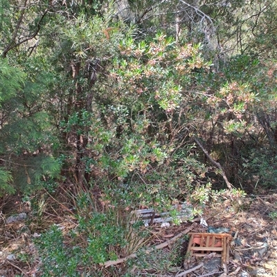 Dodonaea viscosa (Hop Bush) at Orford, TAS - 10 Nov 2024 by LyndalT