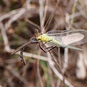 Leptogaster sp. (genus) at Cook, ACT - 23 Oct 2024 11:24 AM