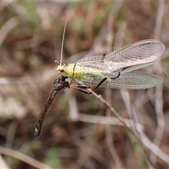 Leptogaster sp. (genus) at Cook, ACT - 23 Oct 2024 11:24 AM