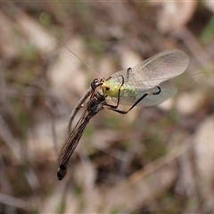 Leptogaster sp. (genus) at Cook, ACT - 23 Oct 2024 11:24 AM