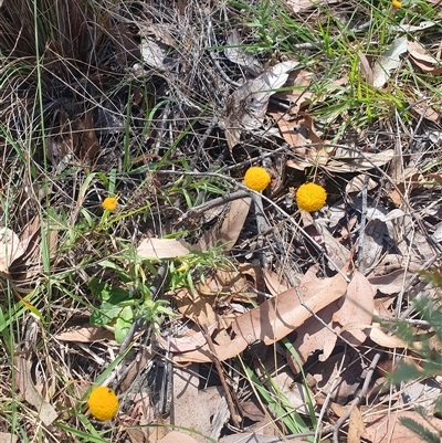 Unidentified Other Wildflower or Herb at Birdsville, QLD - 10 Nov 2024 by Kelly123456