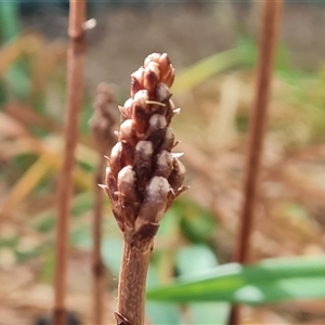 Gastrodia procera at Isaacs, ACT - suppressed