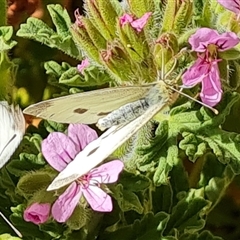 Pieris rapae at Isaacs, ACT - 10 Nov 2024