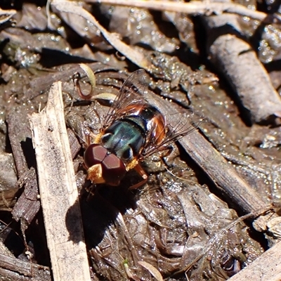 Unidentified Bristle Fly (Tachinidae) at Cook, ACT - 24 Oct 2024 by CathB