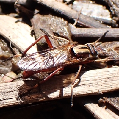 Unidentified Stiletto fly (Therevidae) at Cook, ACT - 24 Oct 2024 by CathB