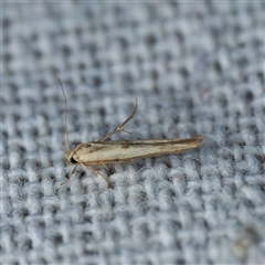 Stathmopoda hyposcia (A Gelechioid moth) at Harrison, ACT - 9 Nov 2024 by DPRees125