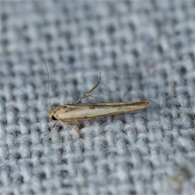 Stathmopoda hyposcia (A Gelechioid moth) at Harrison, ACT - 9 Nov 2024 by DPRees125