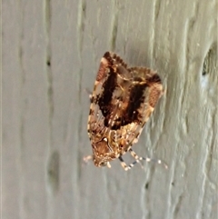 Unidentified Leafhopper or planthopper (Hemiptera, several families) by CathB