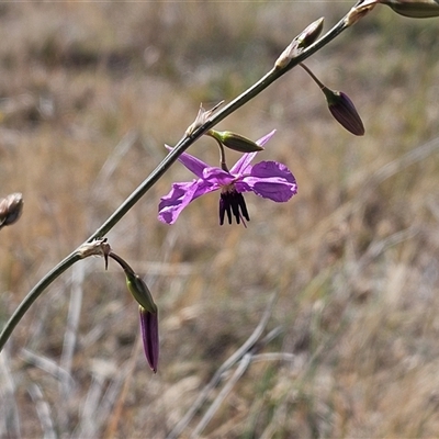 Arthropodium fimbriatum (Nodding Chocolate Lily) at Belconnen, ACT - 10 Nov 2024 by sangio7