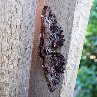 Pholodes sinistraria (Sinister or Frilled Bark Moth) at Cook, ACT - 24 Oct 2024 by CathB