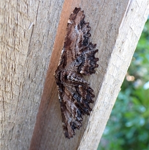 Pholodes sinistraria at Cook, ACT - suppressed