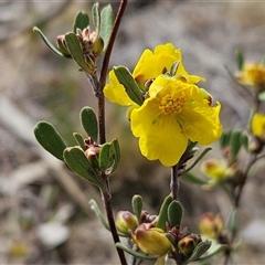 Hibbertia obtusifolia (Grey Guinea-flower) at Whitlam, ACT - 10 Nov 2024 by sangio7