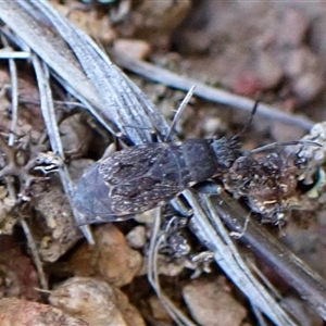 Rhyparochromidae (family) at Cook, ACT - 29 Oct 2024 03:20 PM