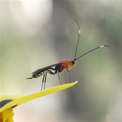 Ichneumonoidea (Superfamily) (A species of parasitic wasp) at Gundary, NSW - 20 Oct 2024 by RobG1