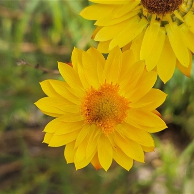 Xerochrysum viscosum (Sticky Everlasting) at Belconnen, ACT - 9 Nov 2024 by sangio7