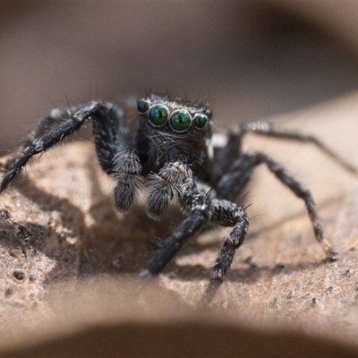 Jotus frosti (Frost's jumping spider) at Tharwa, ACT - 9 Nov 2024 by patrickcox