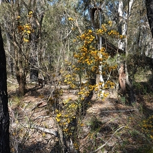 Podolobium ilicifolium at Gundary, NSW - 20 Oct 2024