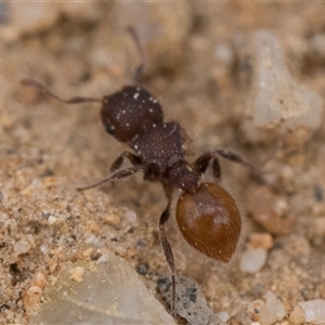 Meranoplus sp. (genus) at Tharwa, ACT - 9 Nov 2024