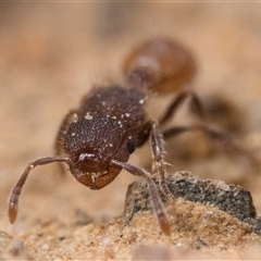 Meranoplus sp. (genus) at Tharwa, ACT - 9 Nov 2024