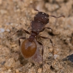 Meranoplus sp. (genus) at Tharwa, ACT - 9 Nov 2024