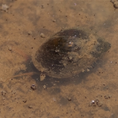 Isidorella hainesii (Haine’s pouch snail) at Tharwa, ACT - 9 Nov 2024 by patrickcox