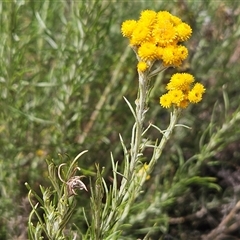 Chrysocephalum semipapposum (Clustered Everlasting) at Whitlam, ACT - 10 Nov 2024 by sangio7