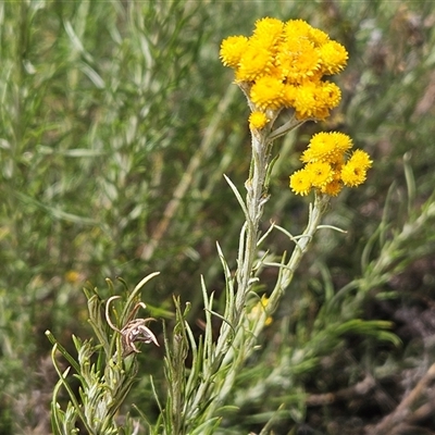 Chrysocephalum semipapposum (Clustered Everlasting) at Whitlam, ACT - 9 Nov 2024 by sangio7