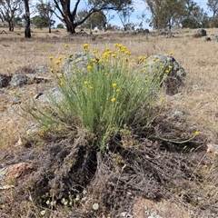 Chrysocephalum semipapposum at Whitlam, ACT - 10 Nov 2024