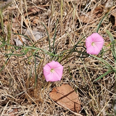 Convolvulus angustissimus subsp. angustissimus (Australian Bindweed) at Hawker, ACT - 10 Nov 2024 by sangio7