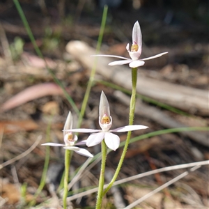 Caladenia carnea at Gundary, NSW - suppressed