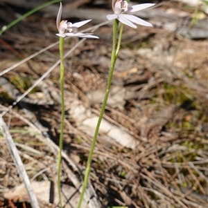 Caladenia carnea at Gundary, NSW - suppressed