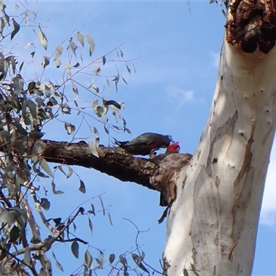 Callocephalon fimbriatum (Gang-gang Cockatoo) at Cook, ACT - 5 Oct 2024 by CathB