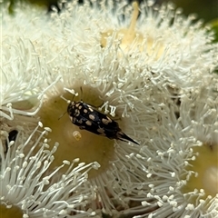 Mordella dumbrelli (Dumbrell's Pintail Beetle) at Mount Kembla, NSW - 10 Nov 2024 by BackyardHabitatProject