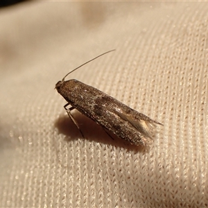 Blastobasis (genus) at Cook, ACT - 26 Oct 2024 12:57 PM