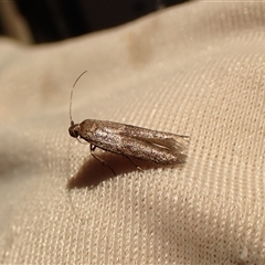 Blastobasis (genus) at Cook, ACT - 26 Oct 2024 12:57 PM