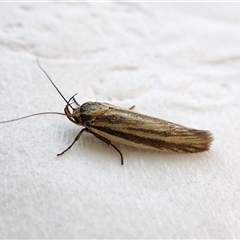 Xylorycta calligramma (A Gelechioid moth (Xyloryctidae) at Cook, ACT - 31 Oct 2024 by CathB