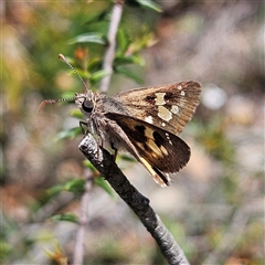 Trapezites phigalia (Heath Ochre) at Bombay, NSW - 10 Nov 2024 by MatthewFrawley