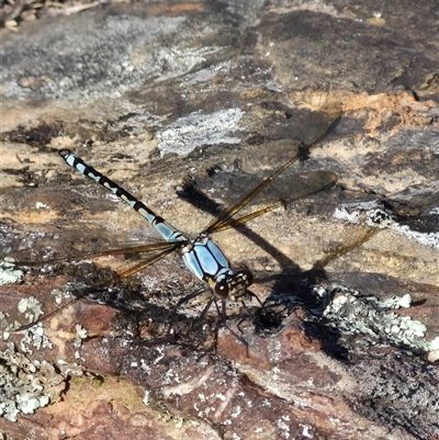 Diphlebia nymphoides (Arrowhead Rockmaster) at Bungendore, NSW - 10 Nov 2024 by clarehoneydove