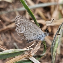 Zizina otis (Common Grass-Blue) at Braidwood, NSW - 10 Nov 2024 by MatthewFrawley