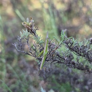 Keyacris scurra at Bungendore, NSW - suppressed