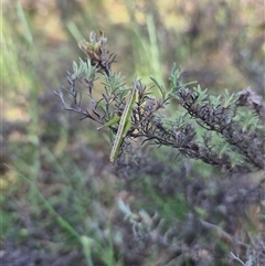 Keyacris scurra at Bungendore, NSW - suppressed