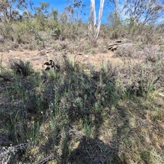 Keyacris scurra at Bungendore, NSW - suppressed