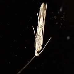 Batrachedra (genus) (The single genus of family Batrachedridae) at Cook, ACT - 30 Oct 2024 by CathB
