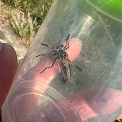 Dolopus rubrithorax (Large Brown Robber Fly) at Bonner, ACT - 10 Nov 2024 by MegFluke