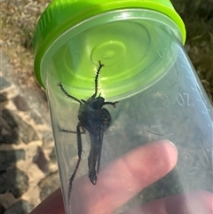 Dolopus rubrithorax at Bonner, ACT - 10 Nov 2024