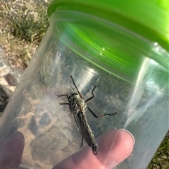 Dolopus rubrithorax at Bonner, ACT - 10 Nov 2024 04:42 PM