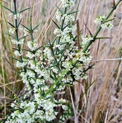 Discaria pubescens (Australian Anchor Plant) at Rendezvous Creek, ACT - 9 Nov 2024 by WalkYonder