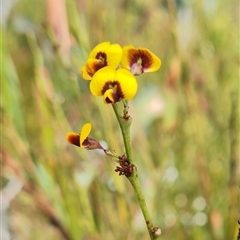 Daviesia mimosoides (Bitter Pea) at Rendezvous Creek, ACT - 9 Nov 2024 by WalkYonder