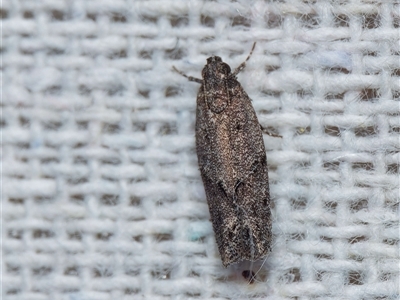 Ardozyga anthracina (A Gelechiod moth) at Harrison, ACT - 9 Nov 2024 by DPRees125