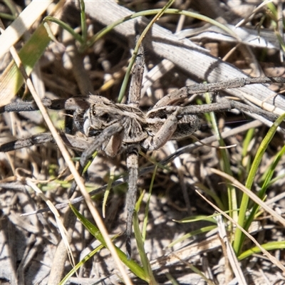 Tasmanicosa sp. (genus) (Unidentified Tasmanicosa wolf spider) at Mount Clear, ACT - 8 Nov 2024 by SWishart